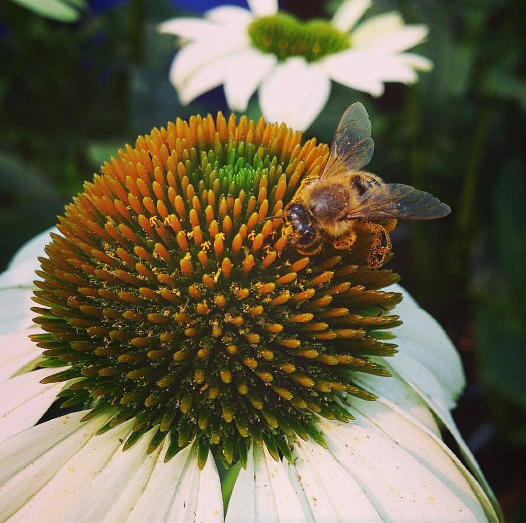 Garden Sprinkles | Honeybee | Pollinators | Best Seller