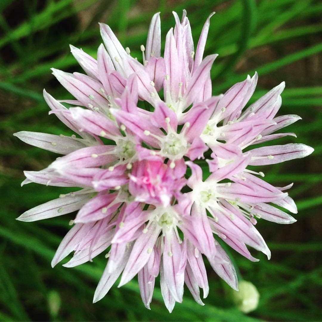 Garden in a Bag | Chives | Great Gift for Cooks