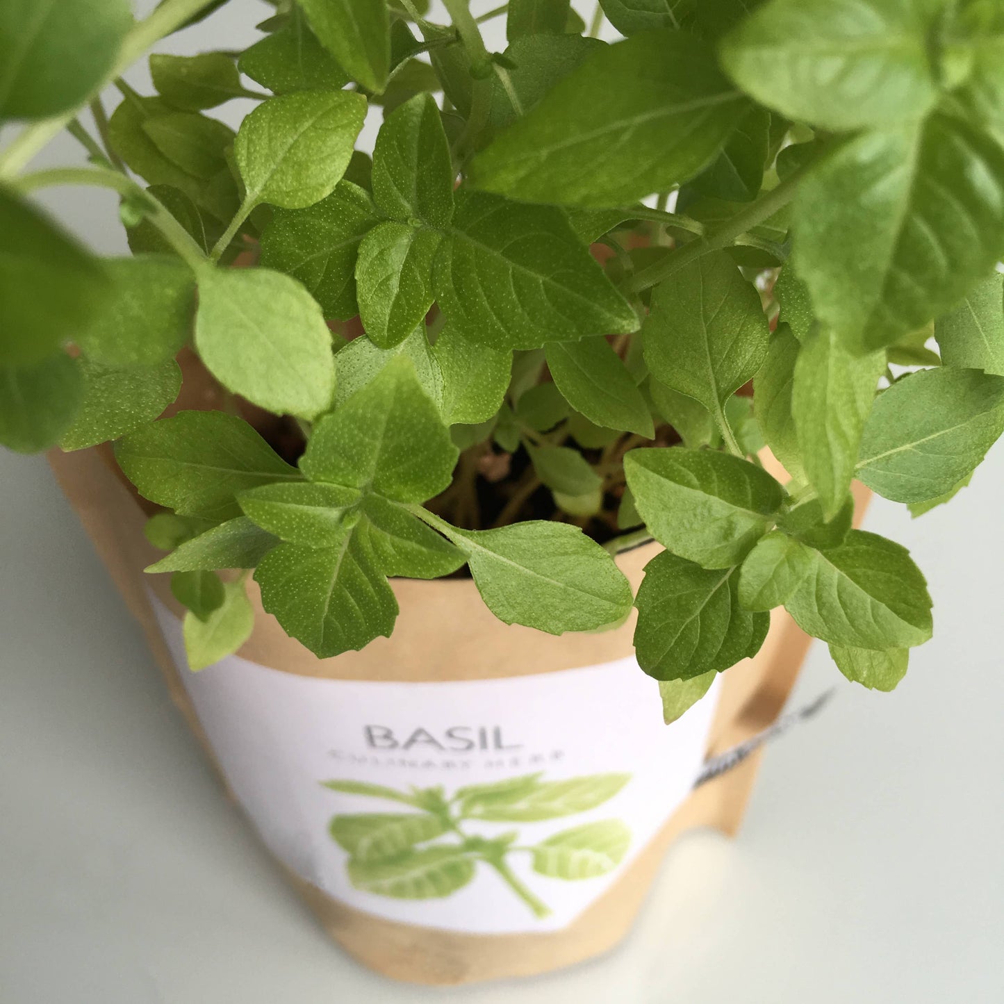 Garden in a Bag | Basil | Gift idea for Cooks | Best Seller
