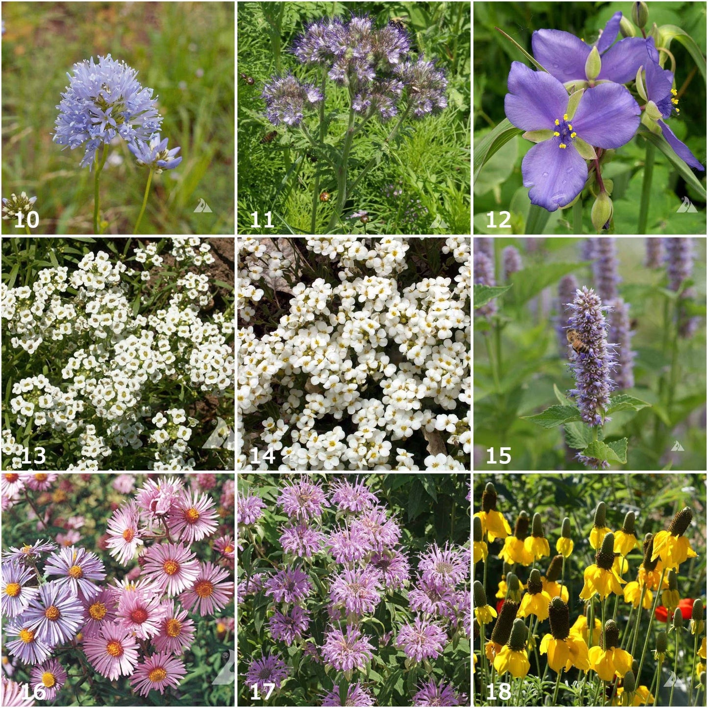 Garden Sprinkles | Honeybee | Pollinators | Best Seller