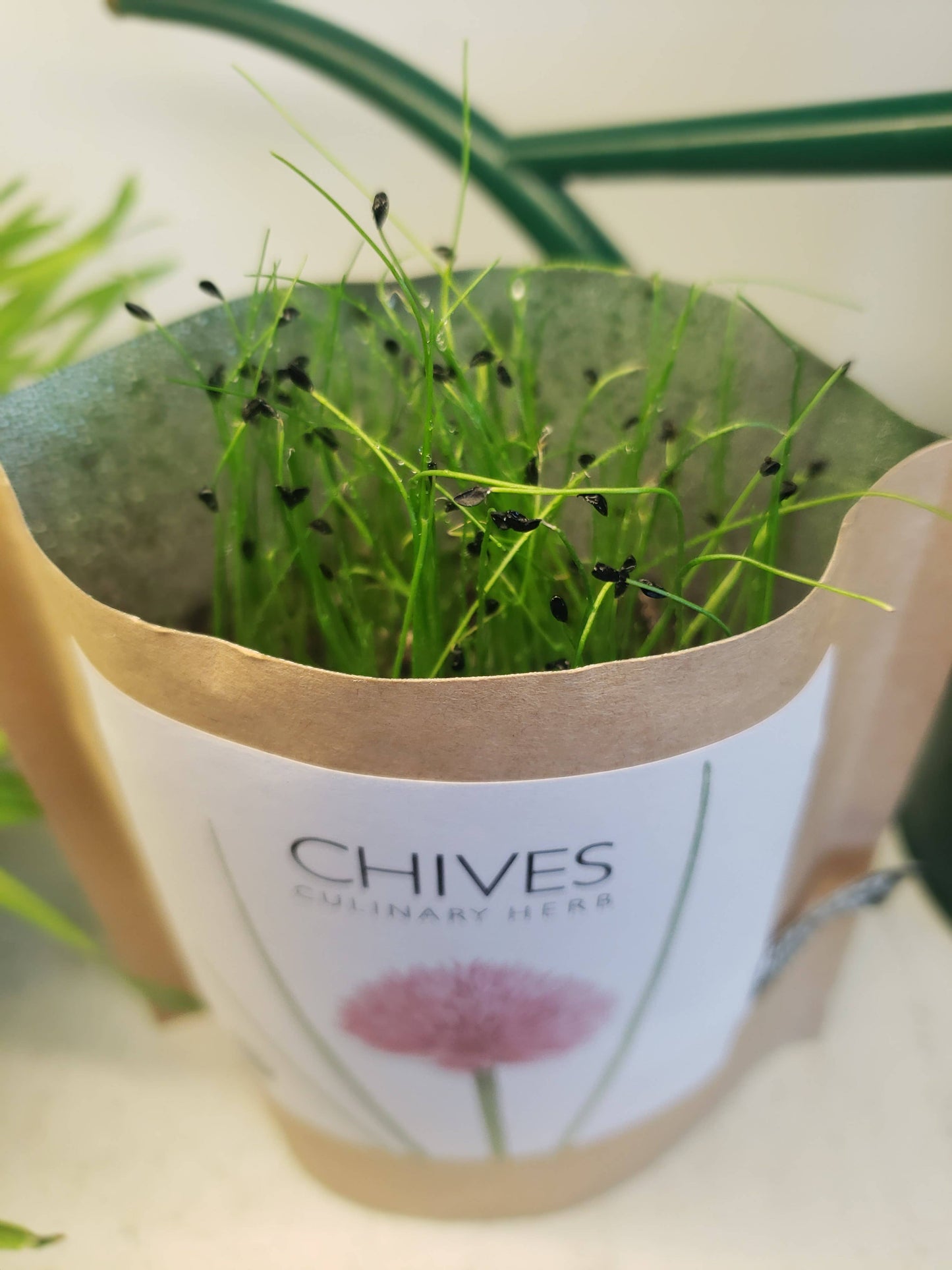 Garden in a Bag | Chives | Great Gift for Cooks