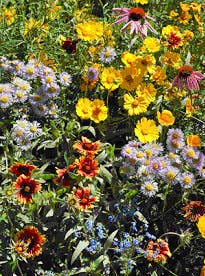 Garden Sprinkles | Honeybee | Pollinators | Best Seller