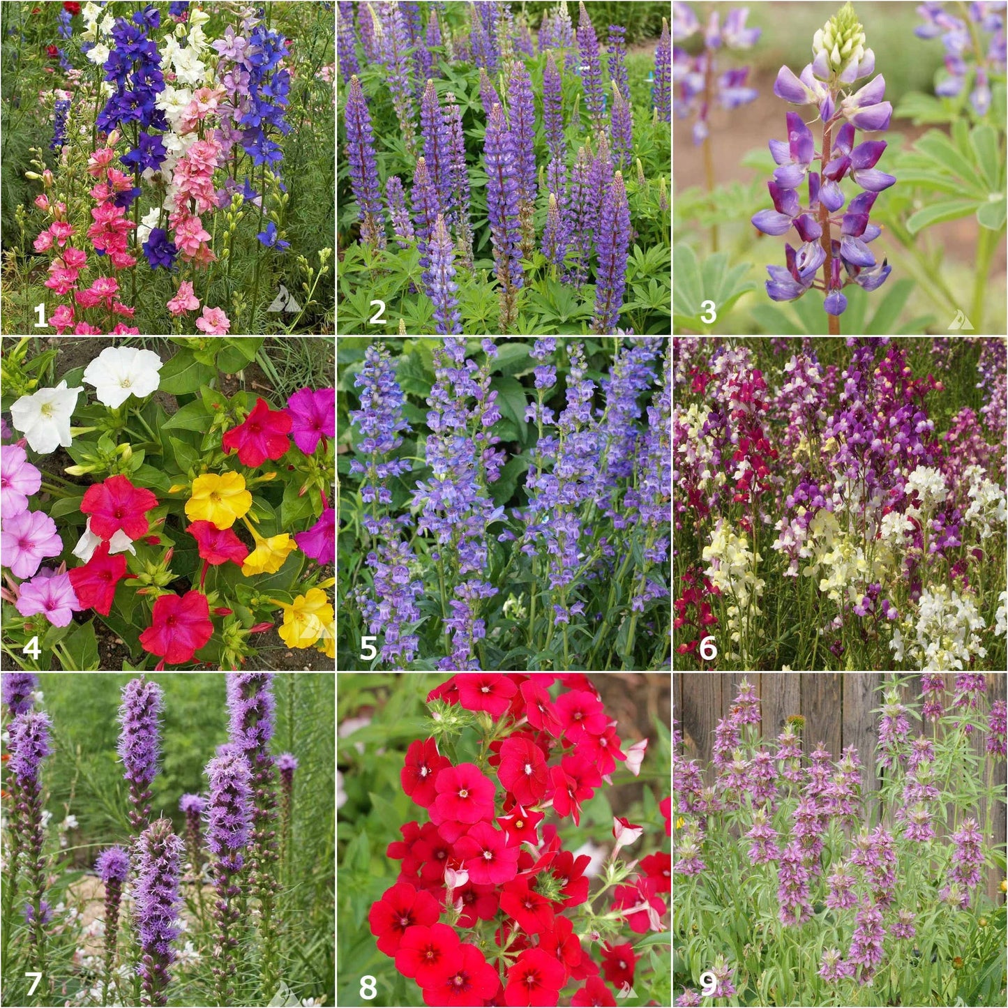 Garden Sprinkles | Hummingbird | Bird lovers | Best Seller