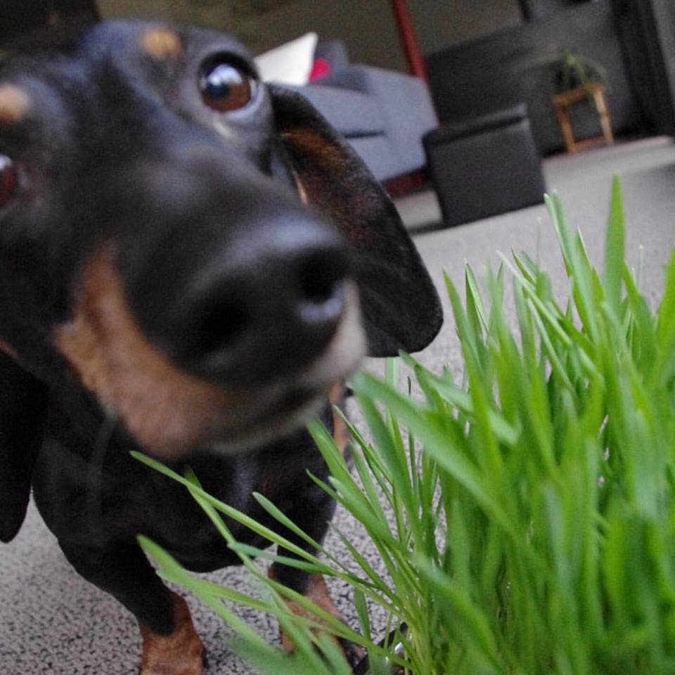 Garden Sprinkles | Dog Grass | Pet Treat | Dog Gift: Dog Grass